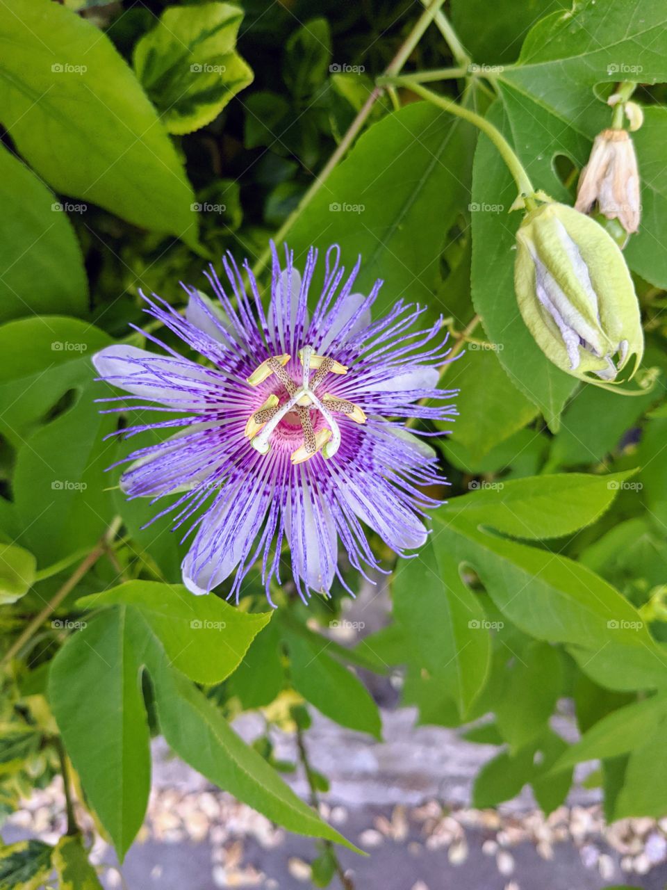 passion flower