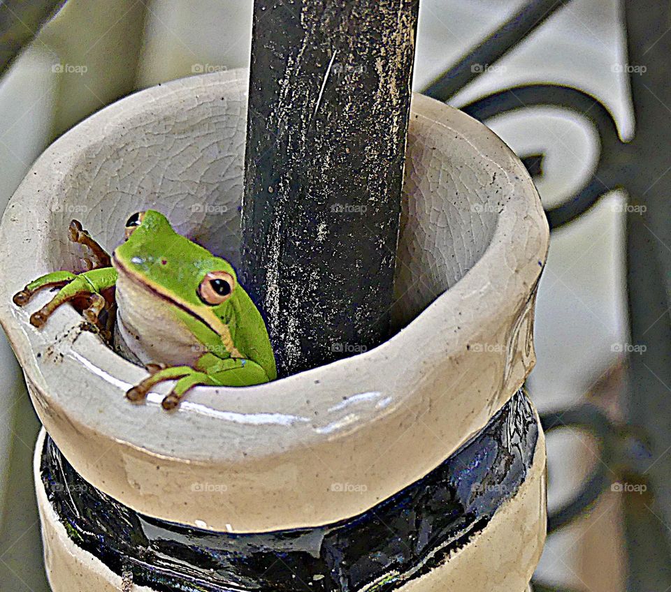 A Green Tree Frog with big eyes peers from inside the ceramic vase that he lives in