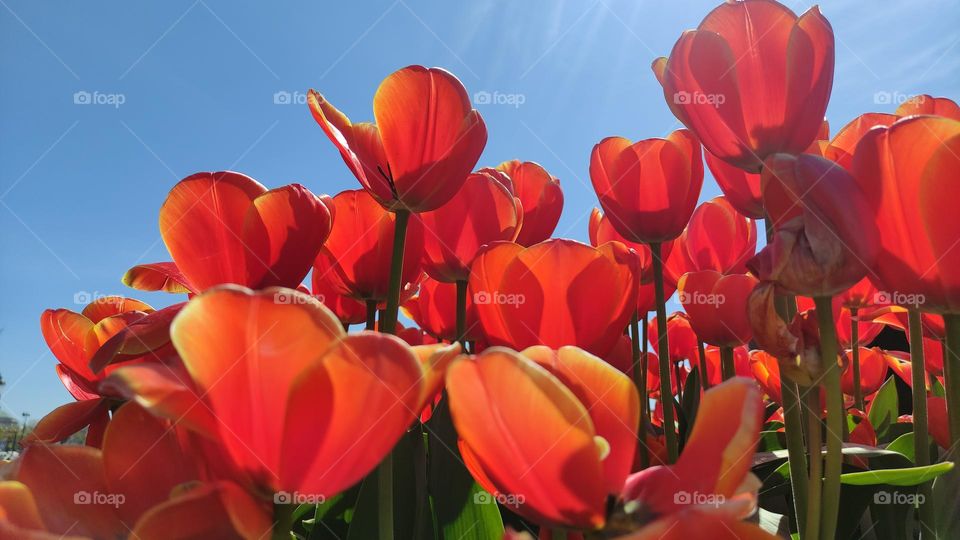 Red tulips