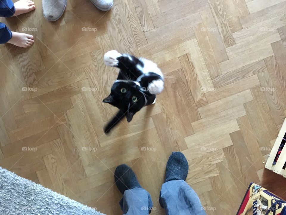 Cat jumps high, from above