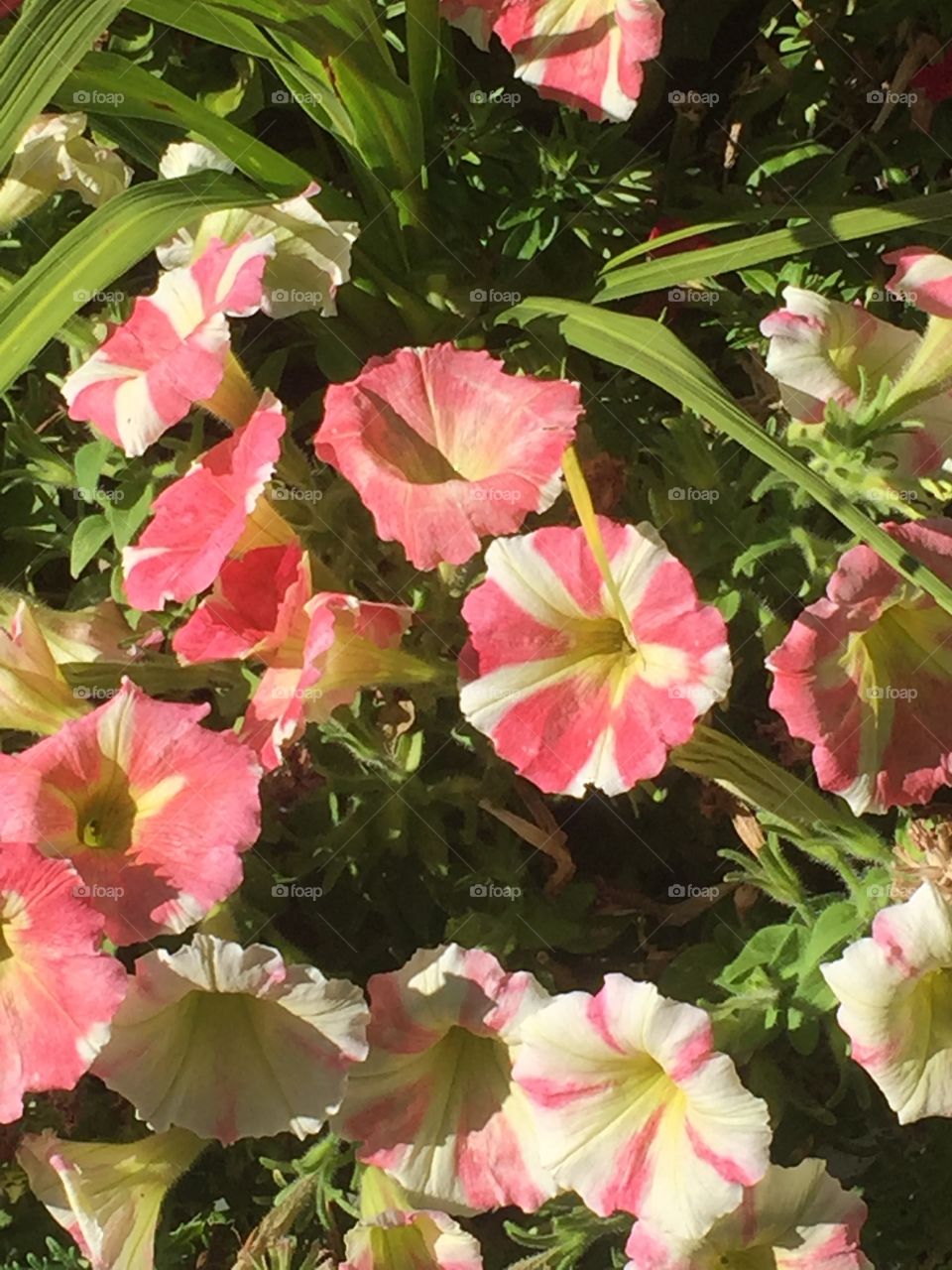 Close up of summer floral garden