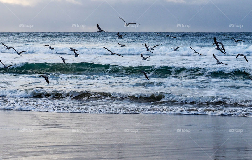 Flock of Seagull at sea
