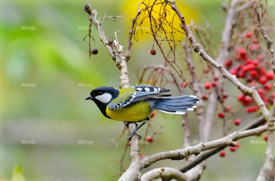 Beautiful and cute bird