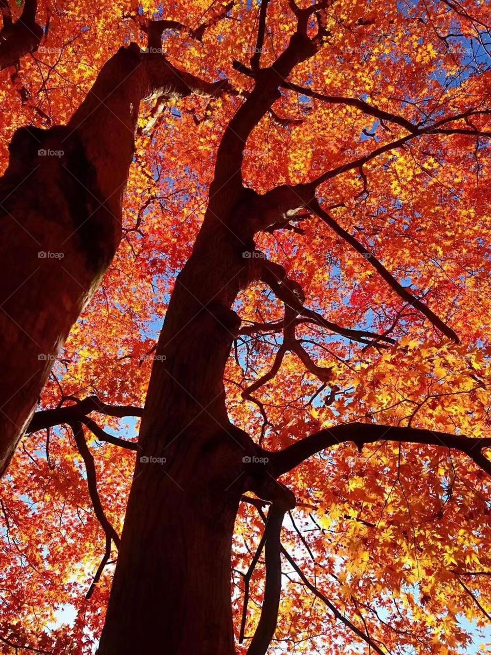 One falling leaf is indicative of the coming of autumn. Autumn #colors #leaves