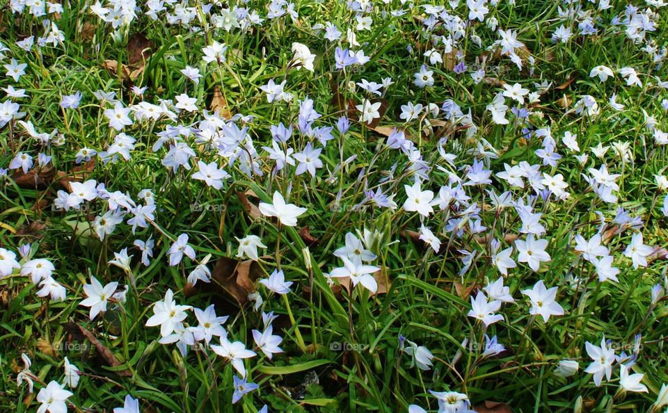 Wildflowers in spring time