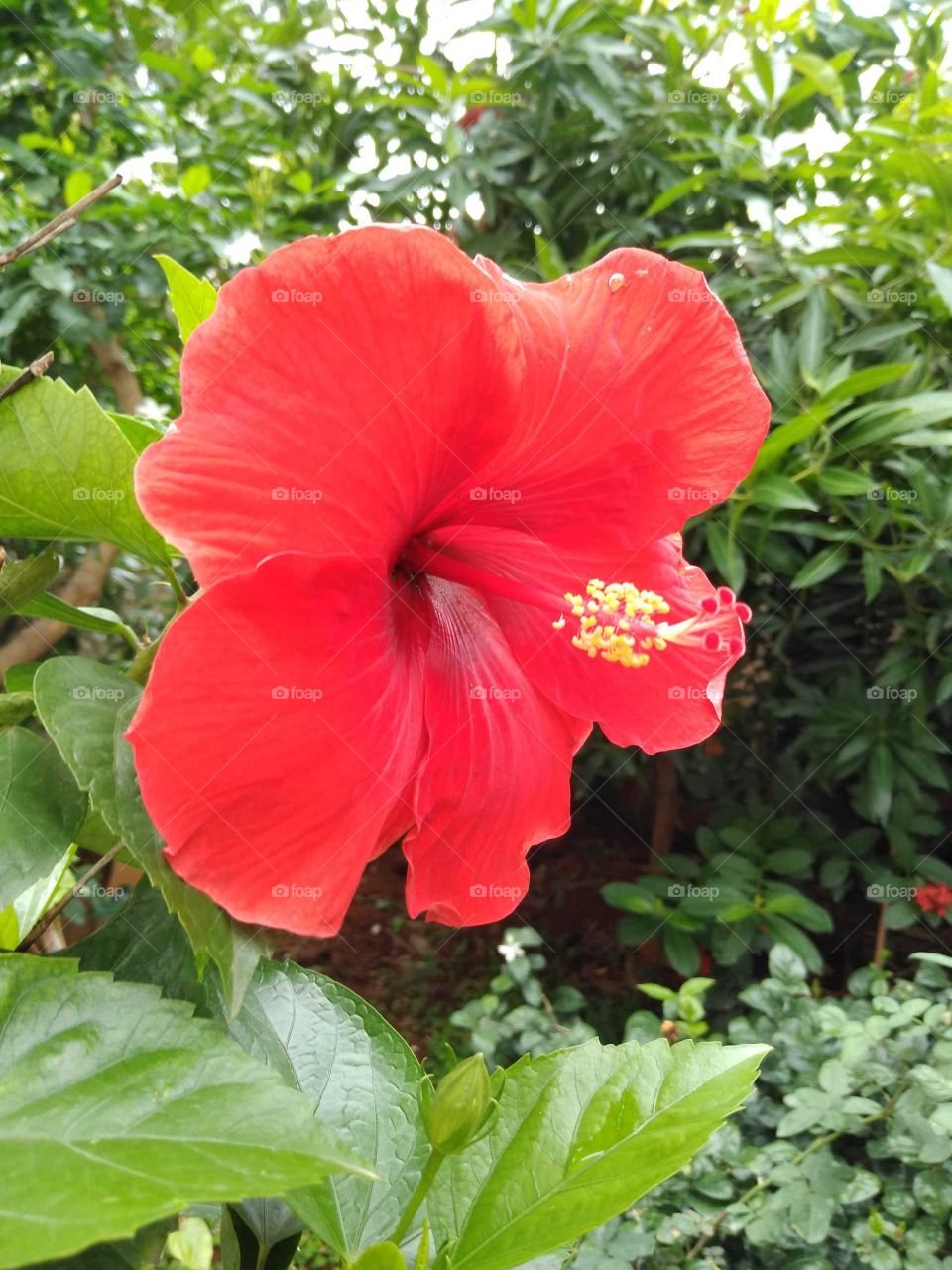 a beautiful red hibiscus flower