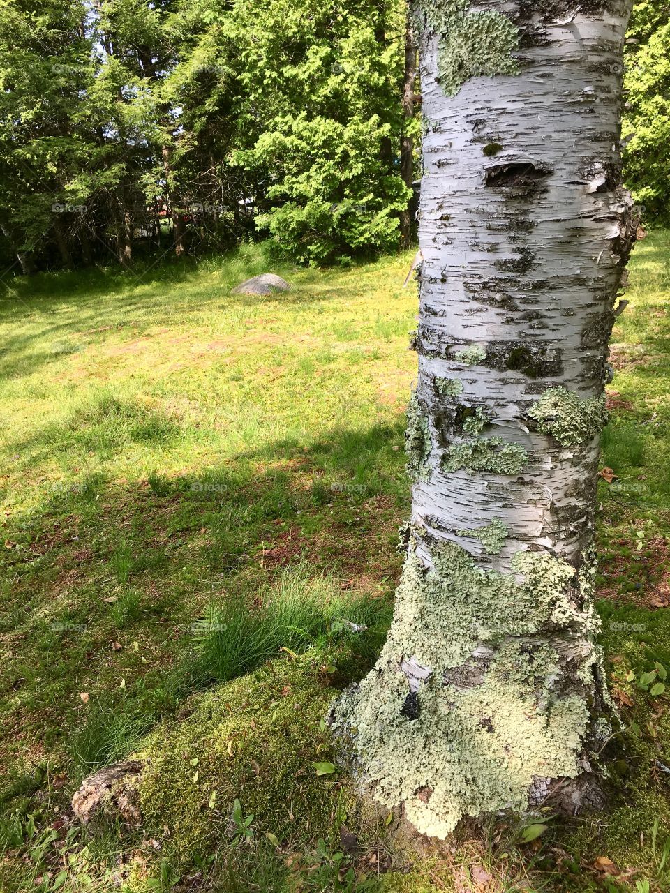 Birch tree closeup birchbark 