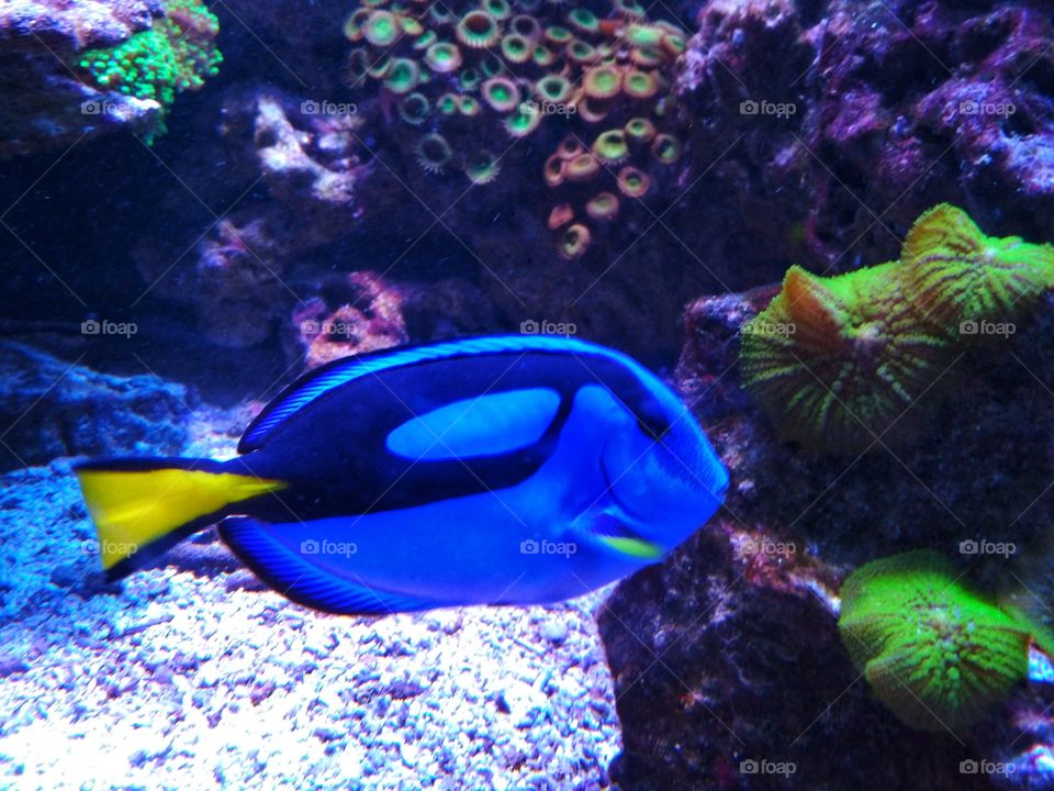Live Dory from Finding Nemo, pacific regal blue tang, coral reef, live colours, underwater, aquarium, ocean, see