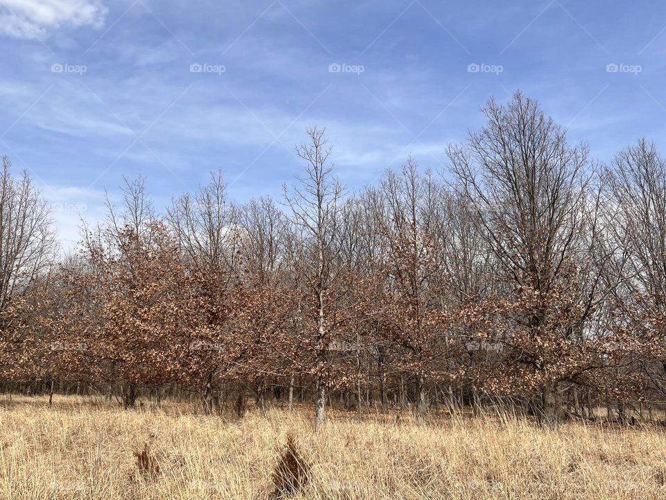 Forest trees always cool! IG: Goozmomgg 