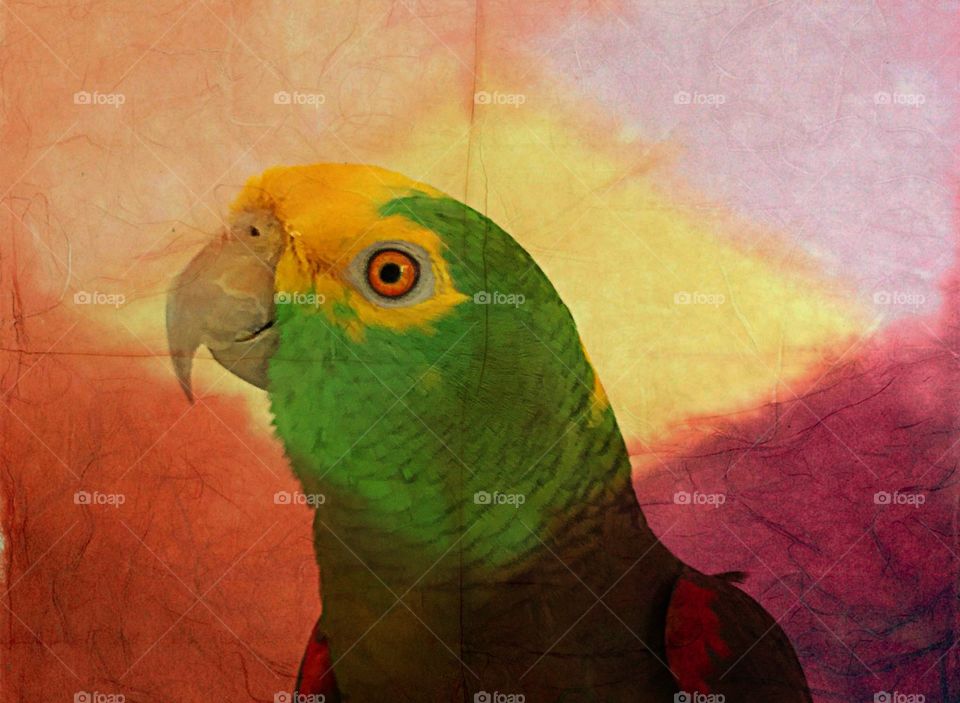 Tie dyed parrot. Tie dyed parrot
