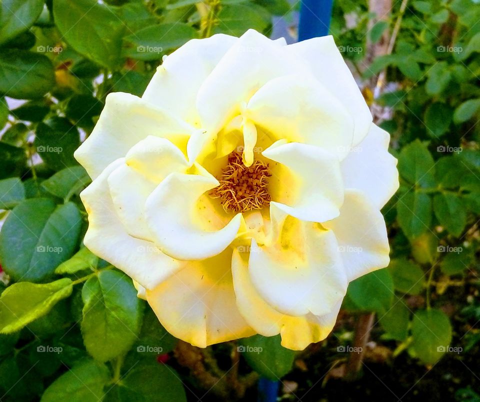 Champain Rose Flower