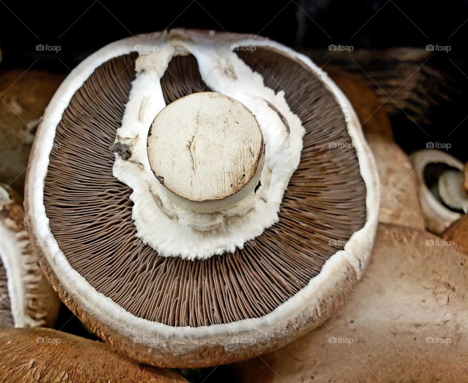 Fine details on the stem and the inside of a mushroom