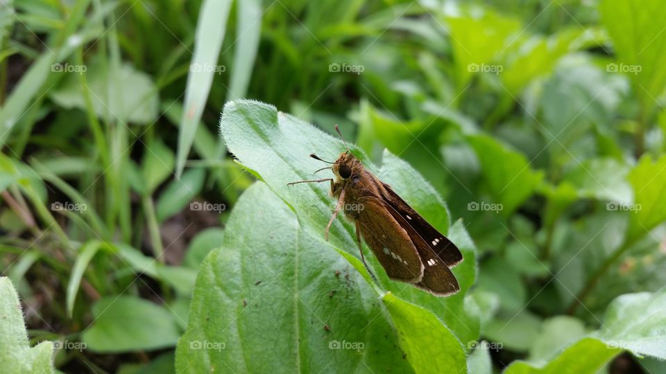 Skipper