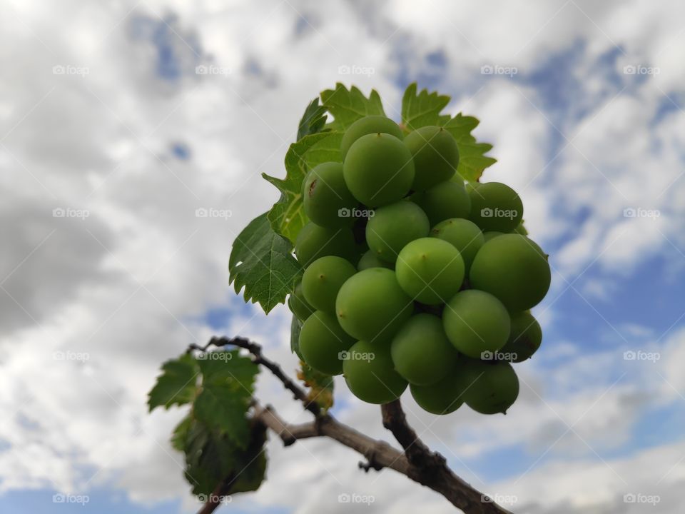 a image of growing grapes