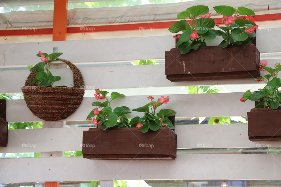 Potted plants on a fence