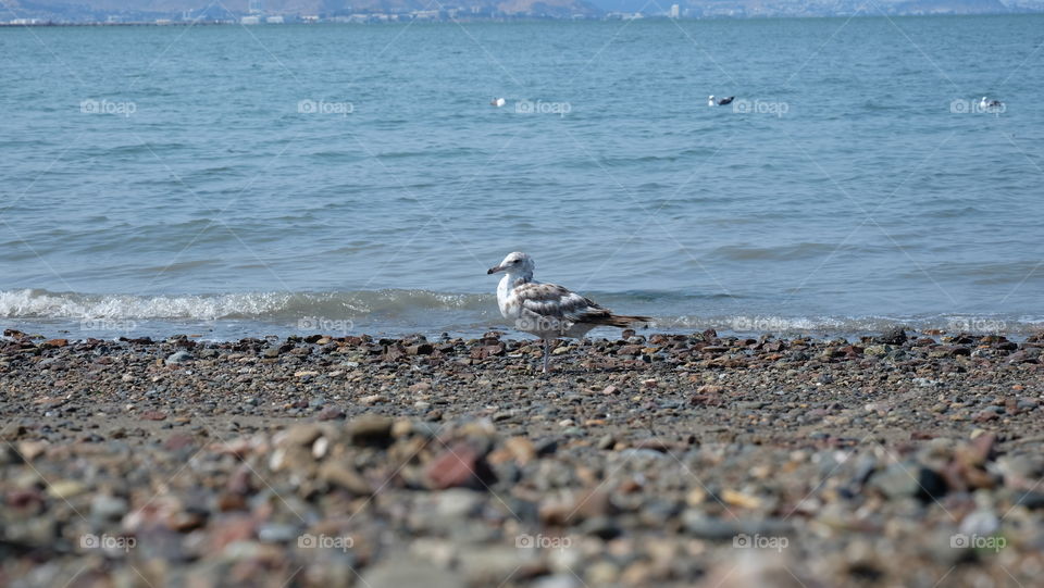 Seagull on a rocky beach