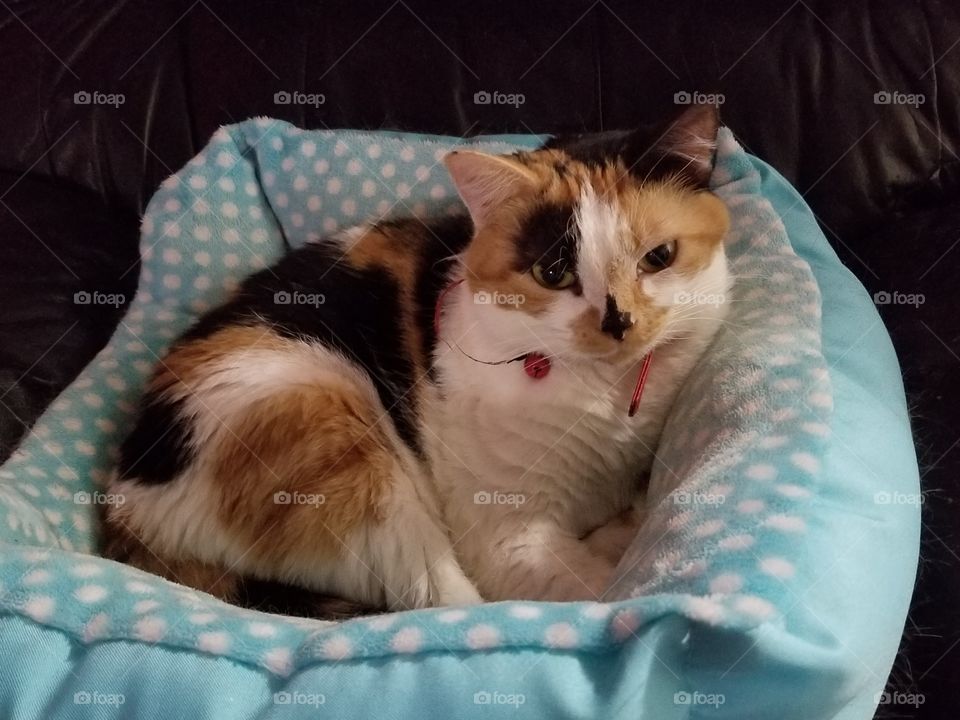Cat in bed