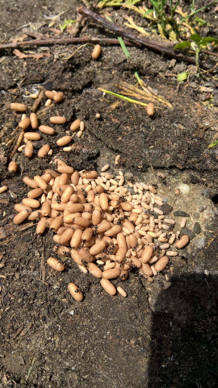ant's eggs