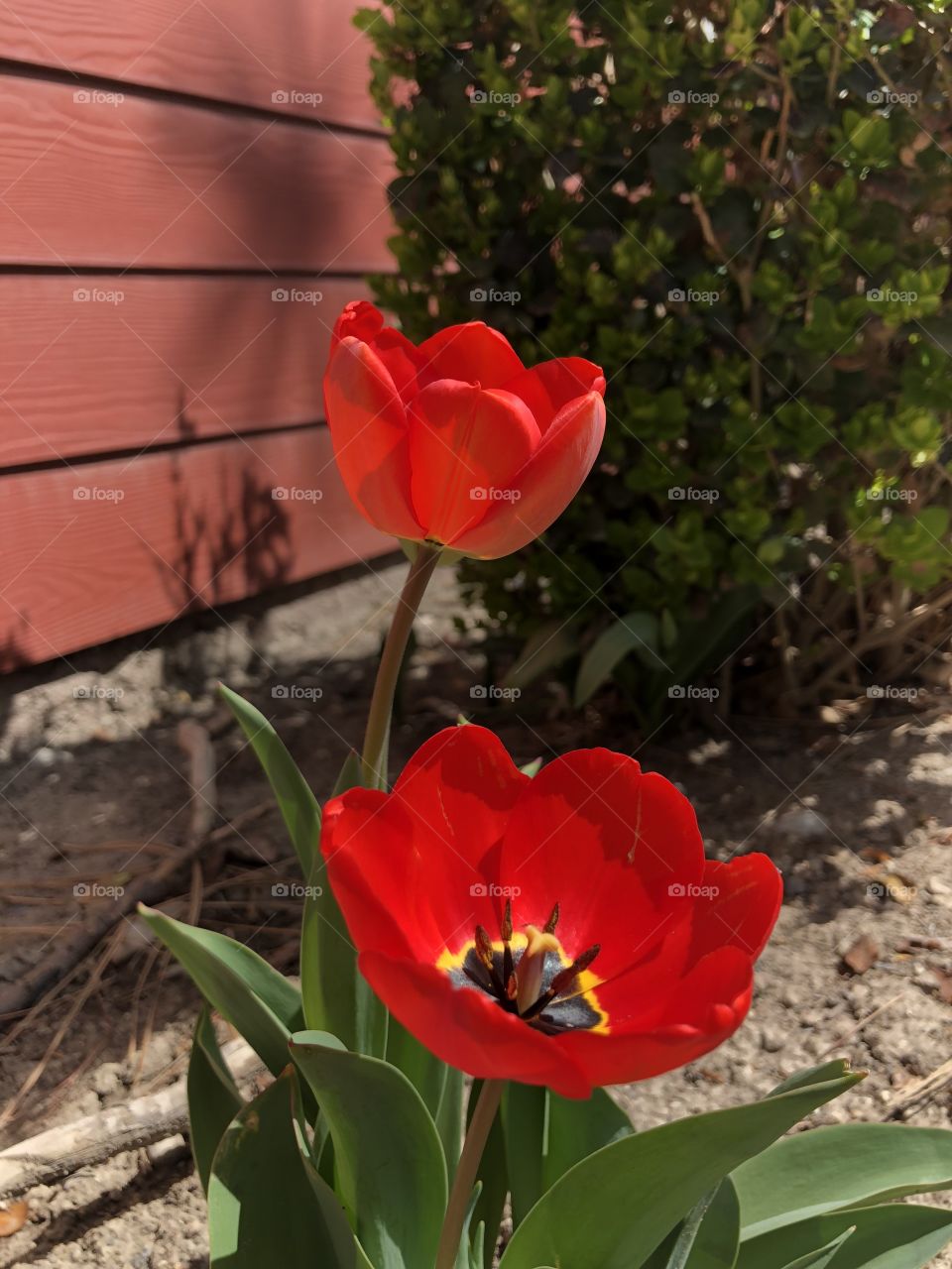 Spring tulips bathing in a late morning sun opening their red petals to the warmth inviting in a new season of life.