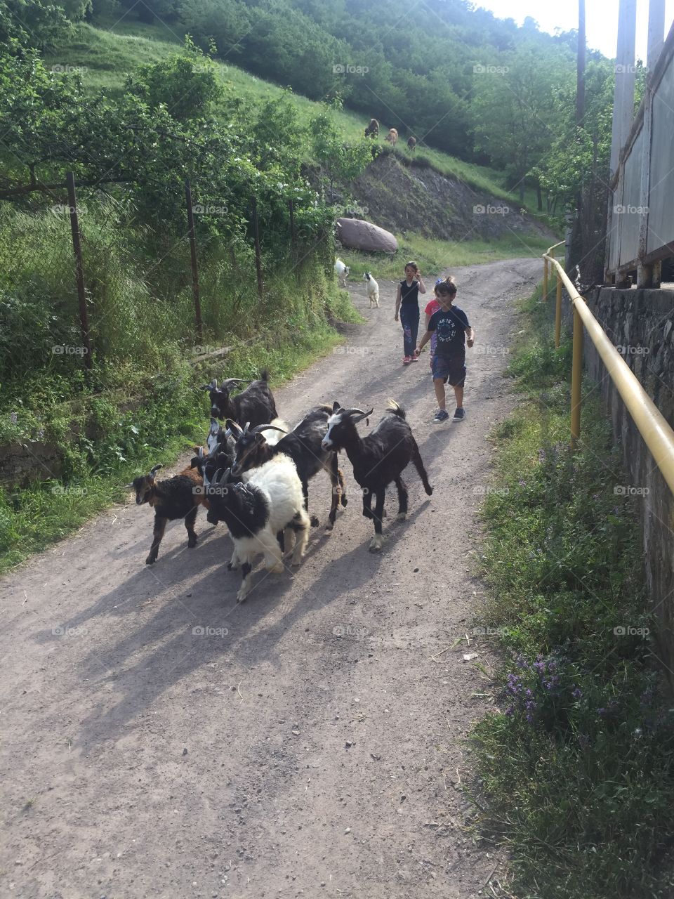 Young Shepherds