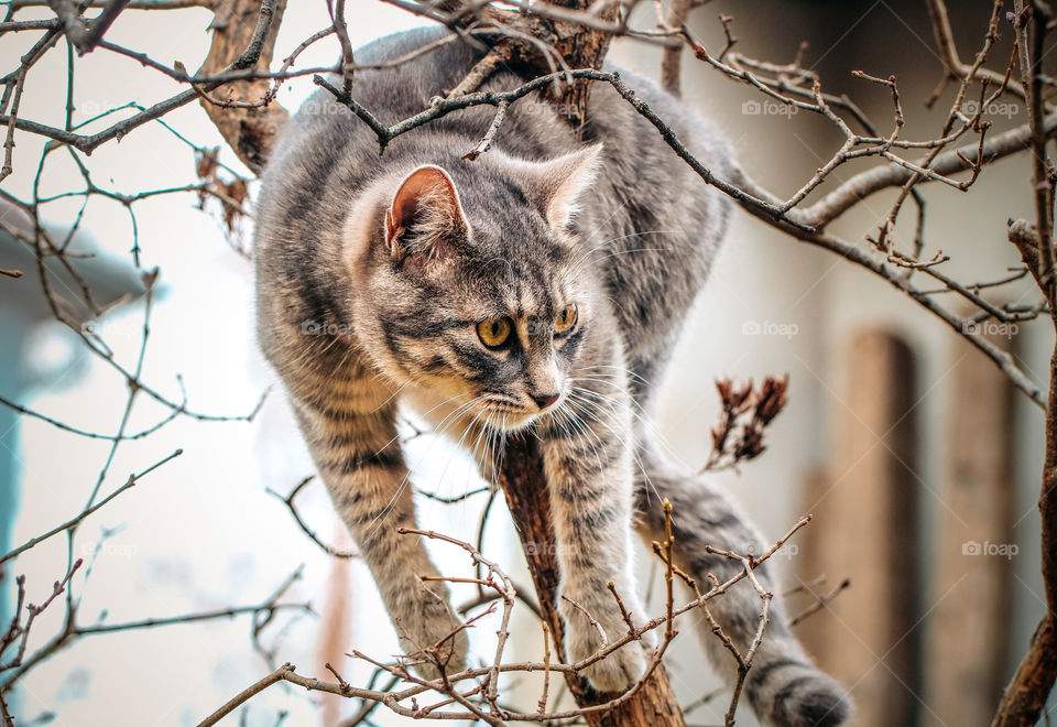 A cat climbing in the tree