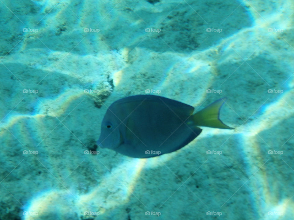 Grand Turk Snorkeling