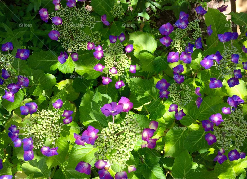 Shady Hydrangeas 