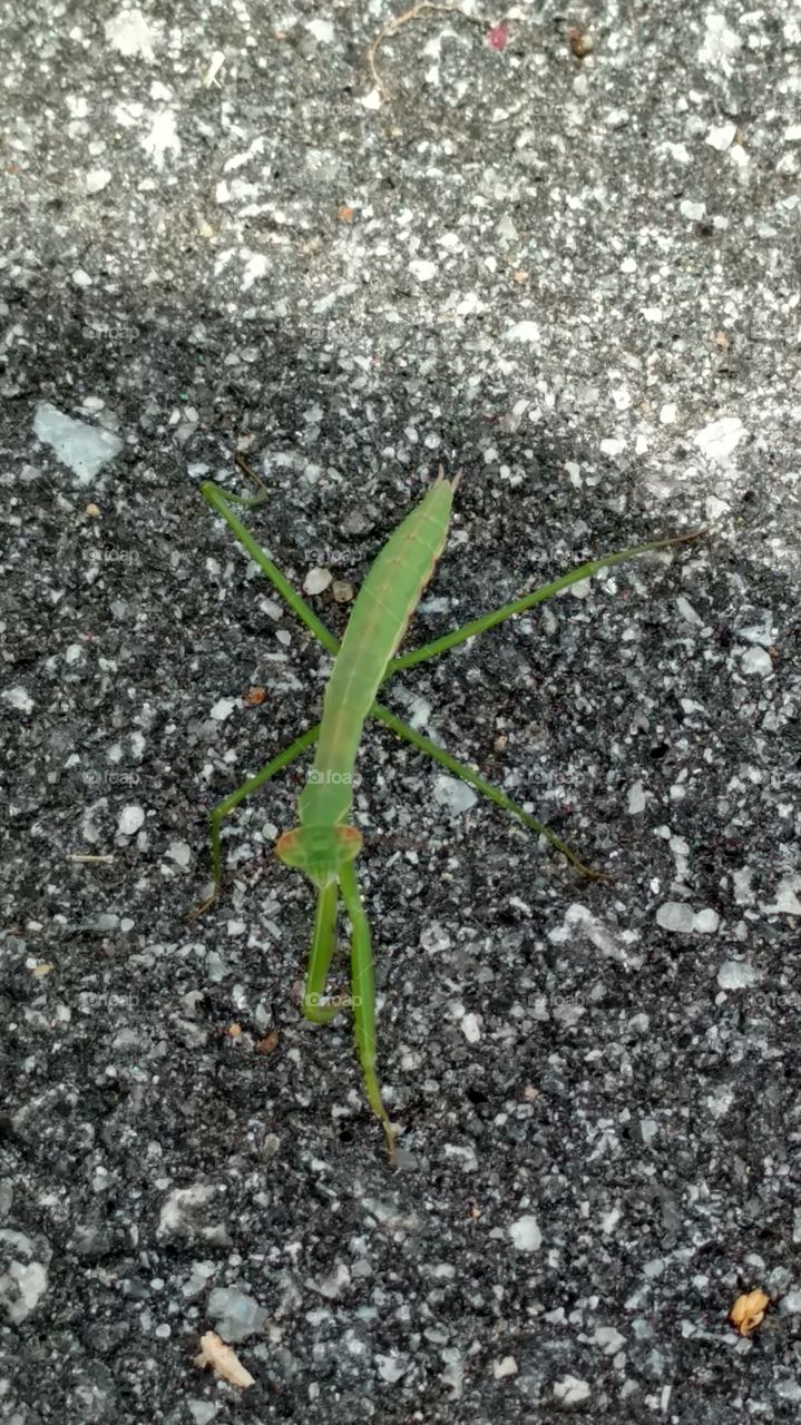 praying mantis