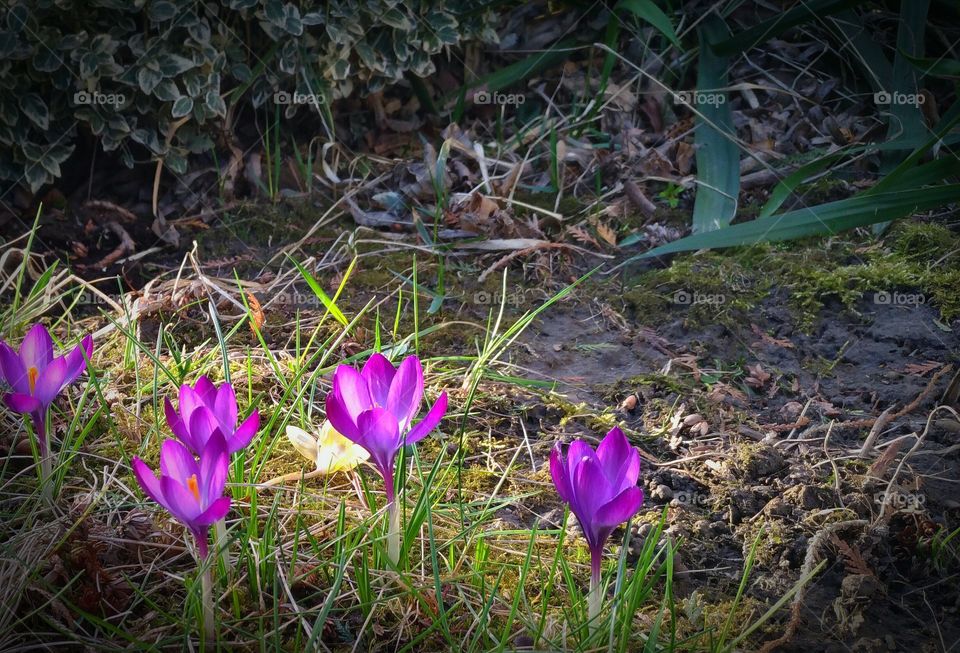 crocuses