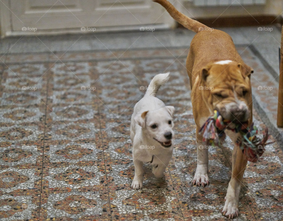 Portrait of two dogs