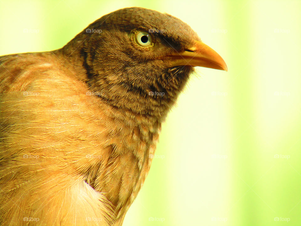 Jungle babbler bird or (Turdoides striata) or beautiful seven sisters or angry bird