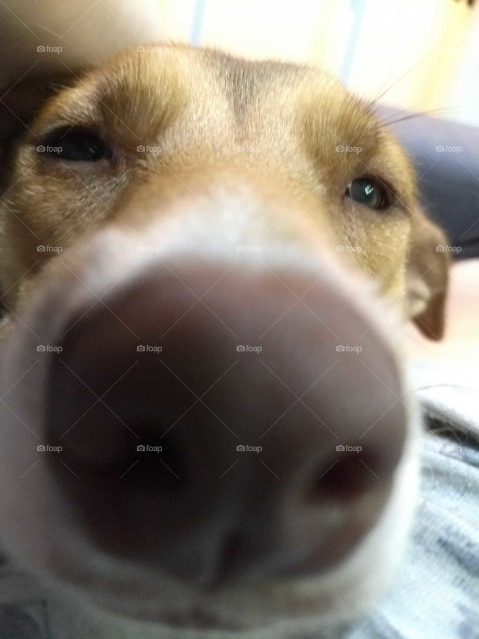 Close up dog