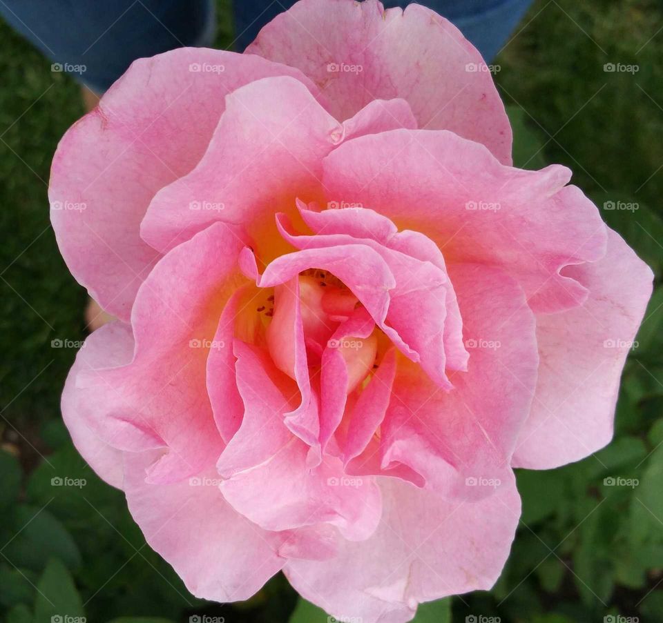 Delicate pink rose blooming in the garden.