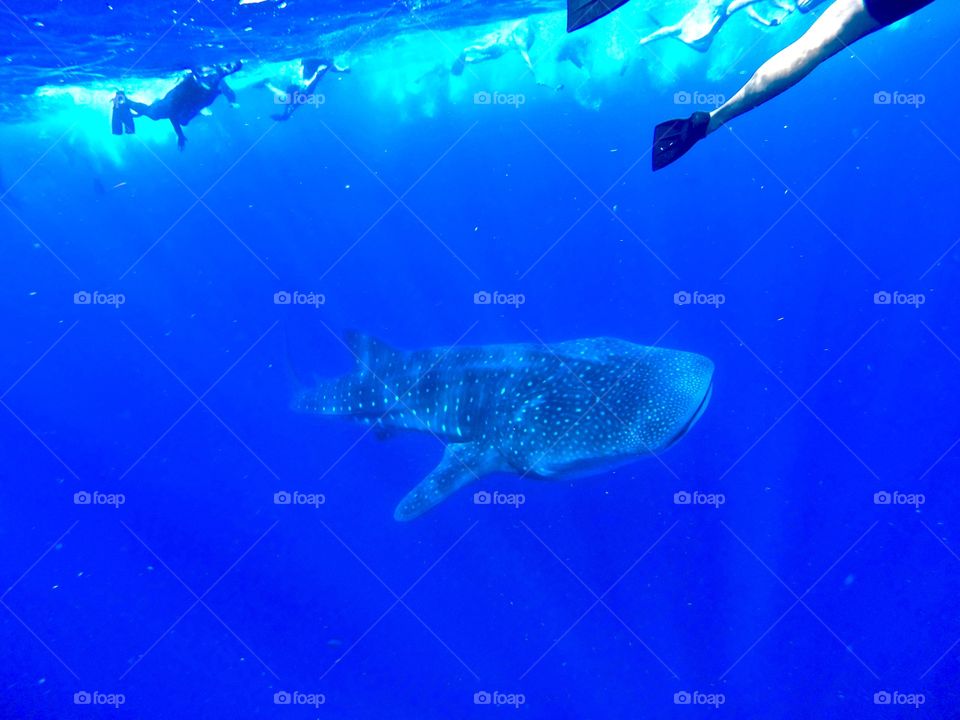 Swimming w/ Whale Sharks! bucket list experience. . While in Quintana Roo Mexico. They show up out of nowhere from the dark depths so you make a mad dash to catch up & swim with them for a few feet!
