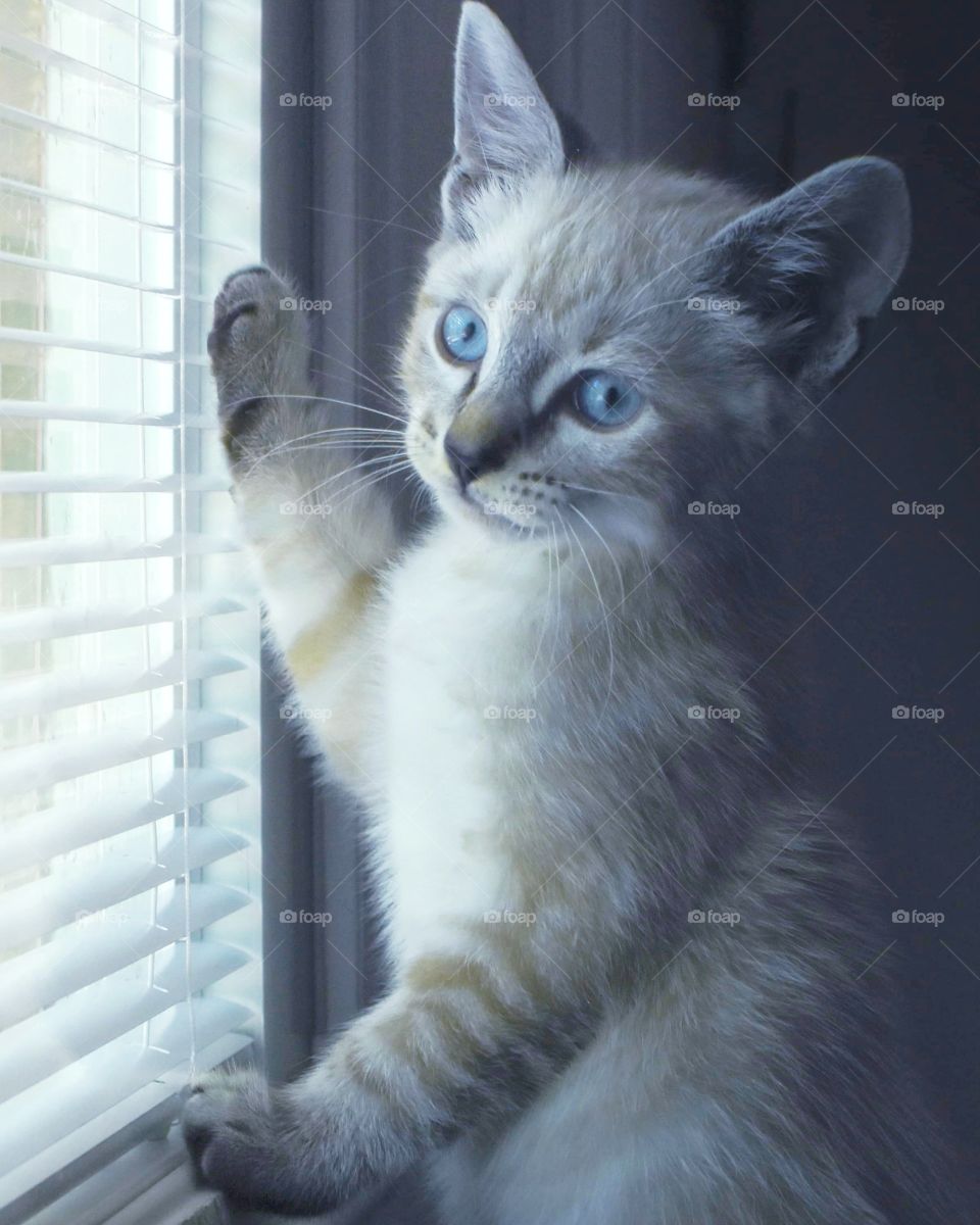 adorable cute tan and white kitten with blue eyes peeking through window blinds watching for her humans
