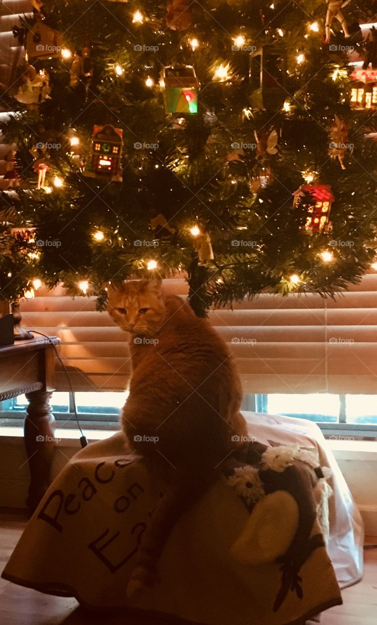Orange tabby cat under Christmas tree