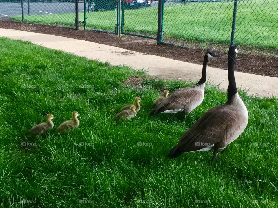 Canada Geese  Family in the park with chicks 