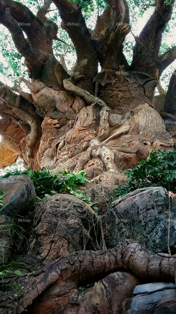 Tree of Life at Animal Kingdom