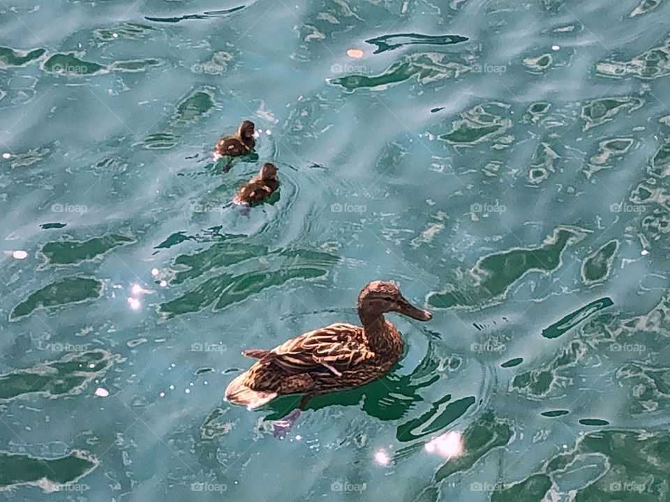 Mom duck and sons swimming on the water 