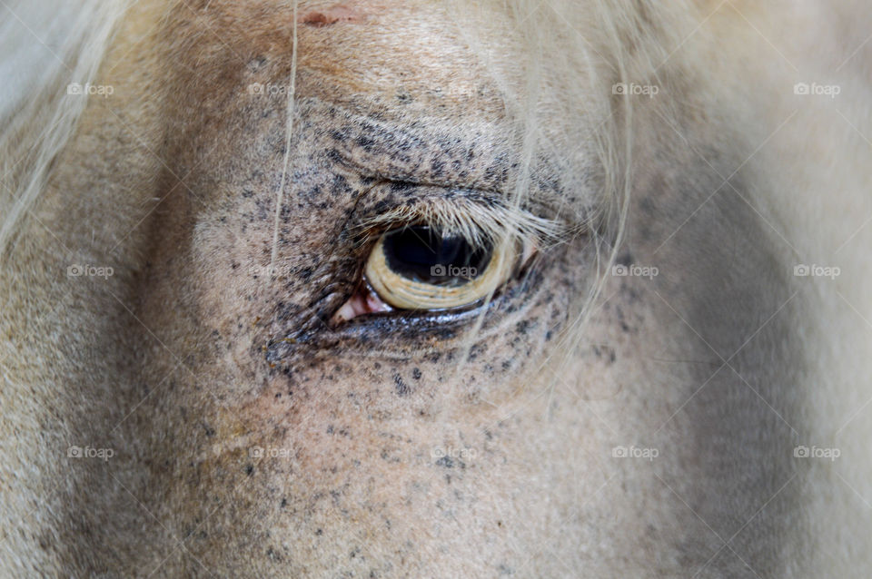 Close-up of a horse's eye