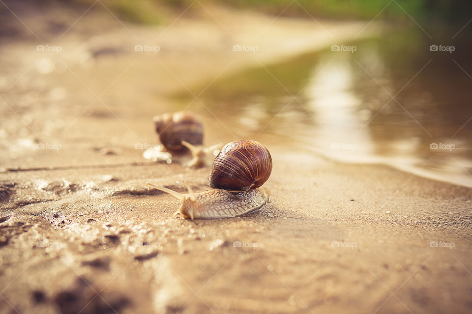 Snail on the sand