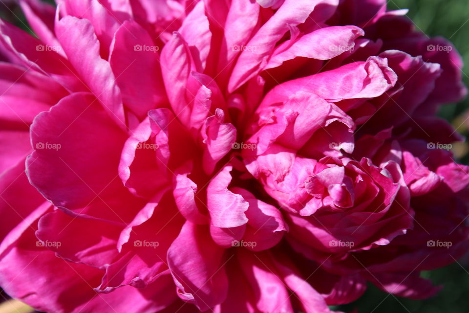 Peony 