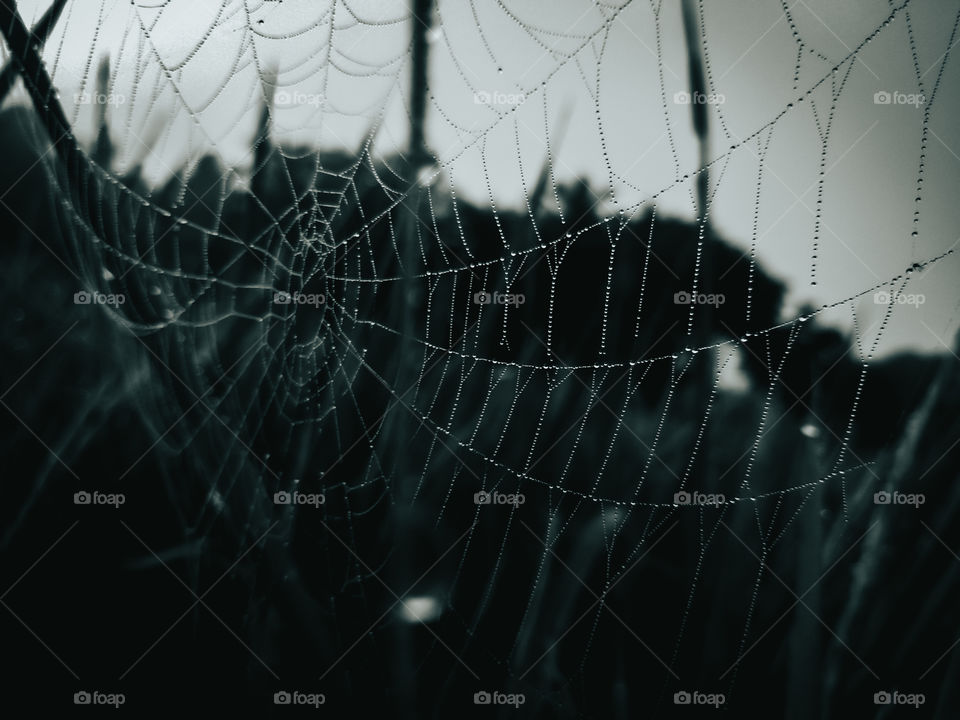 Spider webs and rice fields