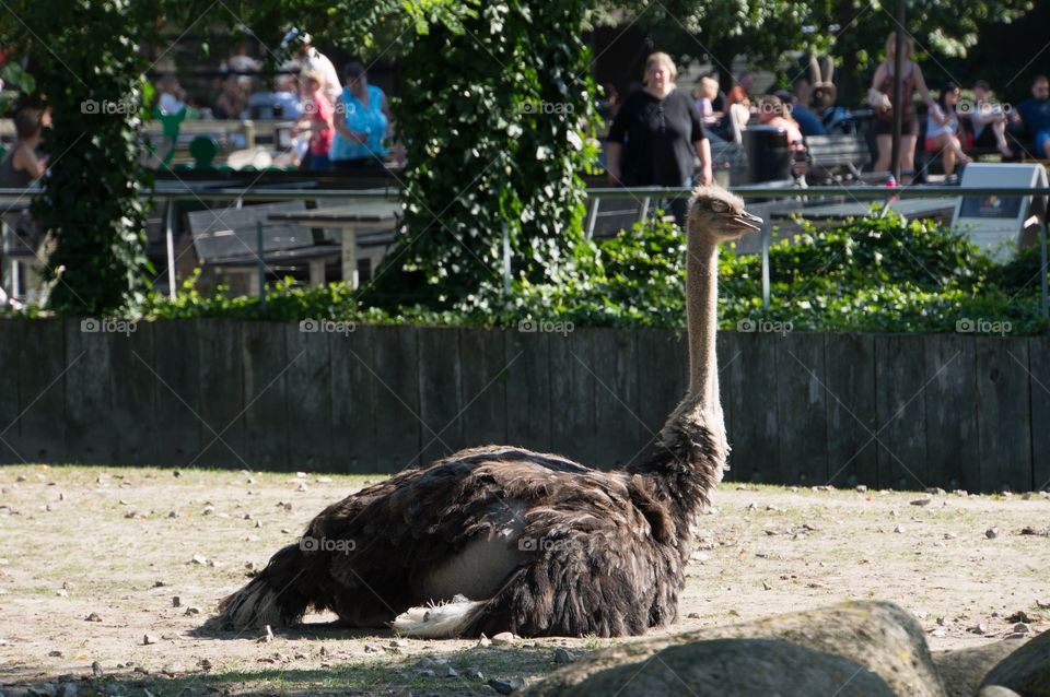 Ostrich 