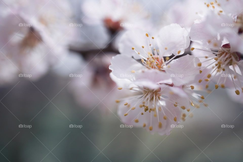 Spring apricot blooming.  close up view