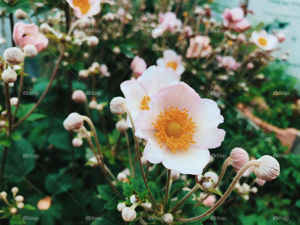 Summer flowers