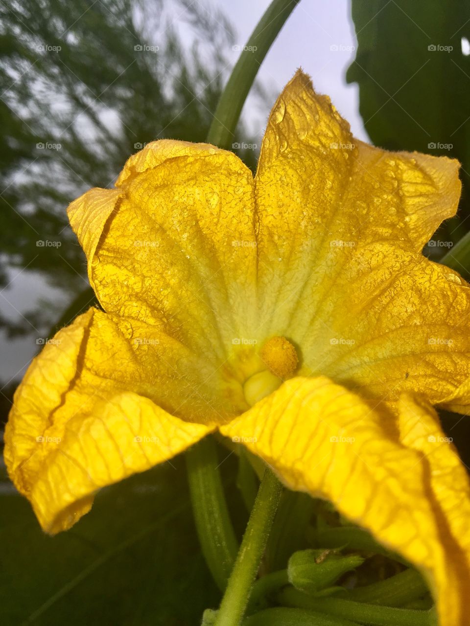 A zucchini flower that has blossomed. The peddles shine as though they have been dusted with gold. It is quite a cold gloomy day and this flower emits a brightness that can be seen through the darkness.