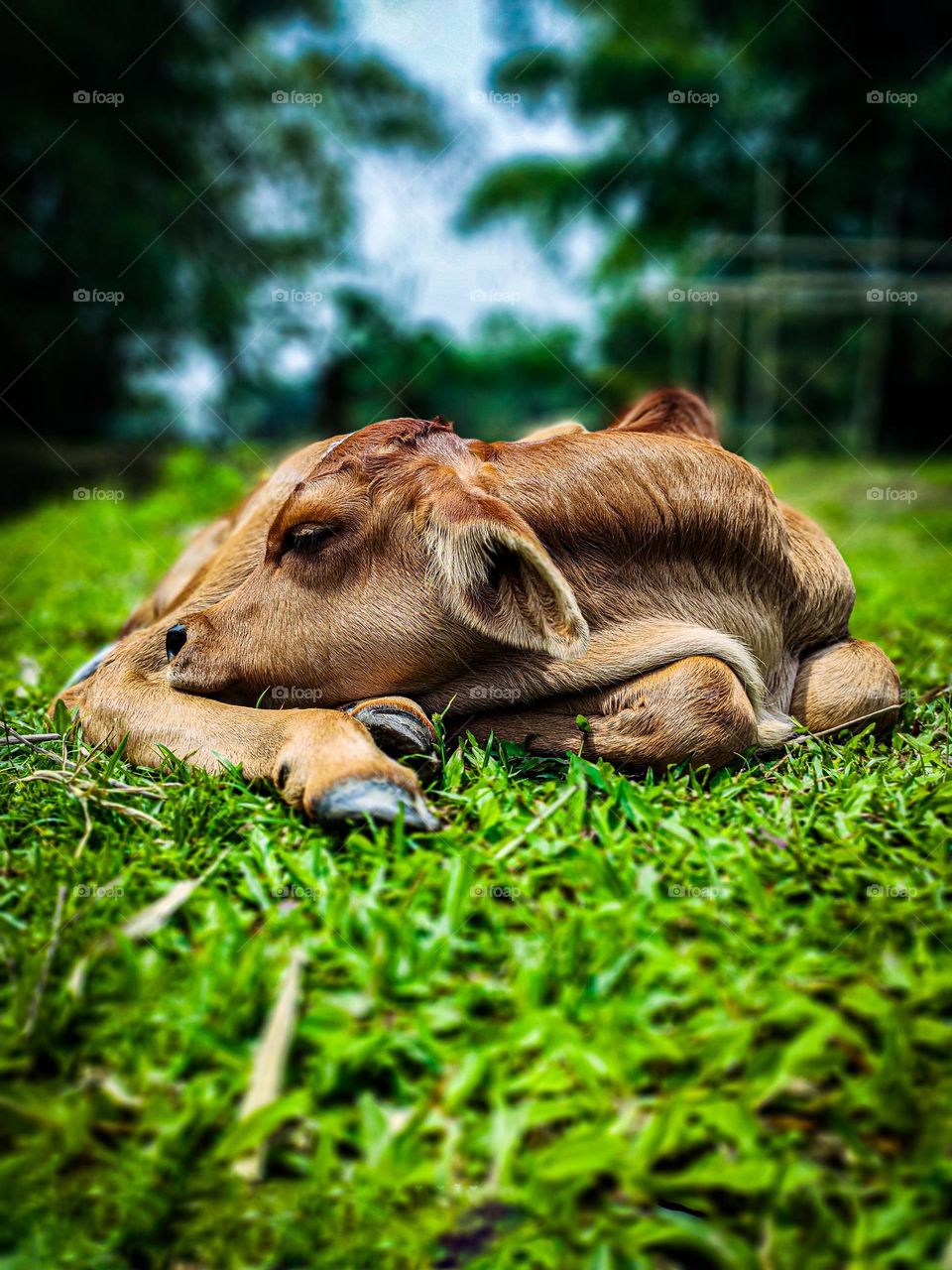 This calf is ours. I took photos of this calf. Calf survival is very beautiful. There is a white spot on the forehead. So the animal looks very beautiful.