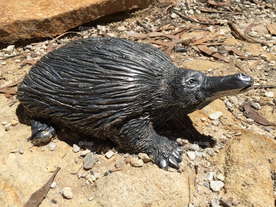 Iron Echidna