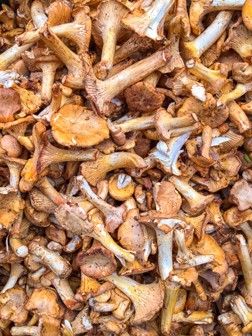 Close-up of chanterelle mushrooms